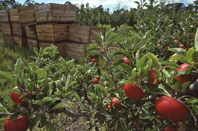 WT 0400 075-32 Australia.jpg